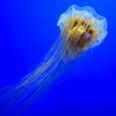 The largest known species of jellyfish has been spotted off the coast of Dublin