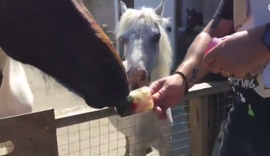 WATCH: DSPCA share videos of horses and pigs eating ice pops