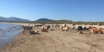 The weather is so warm that there are even cows sunbathing on a beach in Sligo