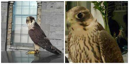 PICS: Family from Longford need help finding their lost pet falcon