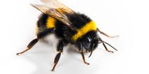 WATCH: Here’s how to treat a weak bee if you come across one