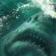 In celebration of the greatest movie of all time being released, there is a shark movie festival happening in Ireland