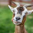 “They’re eating everything in sight” 100 goats run riot in American neighbourhood