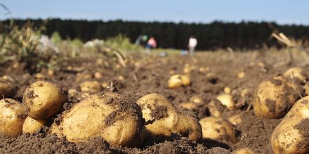 Met Éireann issue yet another warning over potato blight