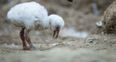 PICS: 9 Chilean flamingo chicks hatch at Dublin Zoo