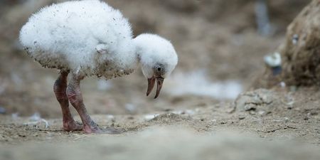 PICS: 9 Chilean flamingo chicks hatch at Dublin Zoo