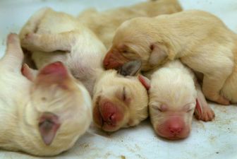 Irish veterinary practice tackling puppy farms head on with ‘Puppy Contract’
