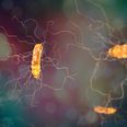 “New” type of a superbug found at Irish hospital, HSE warns