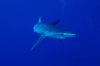 Man seriously injured after being attacked by a shark in Cork
