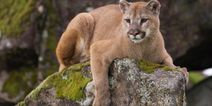 Locals claim to have spotted a puma on the loose in Cork