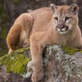 Locals claim to have spotted a puma on the loose in Cork