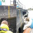 WATCH: Athlone snorkeler rescues kitten from lock chamber in River Shannon