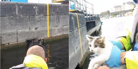 WATCH: Athlone snorkeler rescues kitten from lock chamber in River Shannon