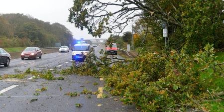 Here are all the roads across the country affected by fallen trees due to Storm Ali