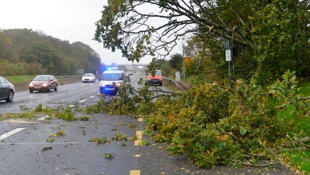 Fallen trees Storm Ali county breakdown
