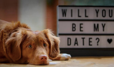 Dog date