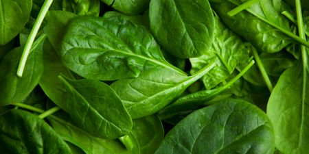 Unwashed spinach and mixed leaves recall issued over Listeria contamination