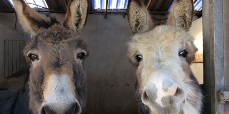 “Please help us reach our goal” – Donegal Donkey Sanctuary issues winter feed appeal