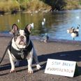 Thousands of dogs will march on Westminster this weekend to protest Brexit