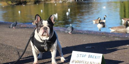 Thousands of dogs will march on Westminster this weekend to protest Brexit