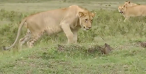 WATCH: Footage of a mongoose taking on several lions has gone viral