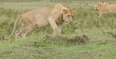 WATCH: Footage of a mongoose taking on several lions has gone viral