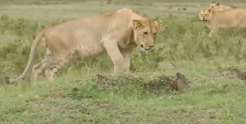 Mongoose vs lions