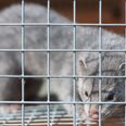ISPCA calls for ban on fur farming in Ireland