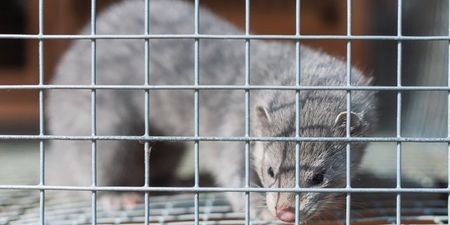 ISPCA calls for ban on fur farming in Ireland