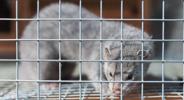 ISPCA fur farming ban Ireland mink