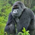 Great news for mountain gorillas as they’re no longer critically endangered