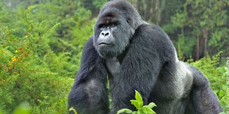 Great news for mountain gorillas as they’re no longer critically endangered