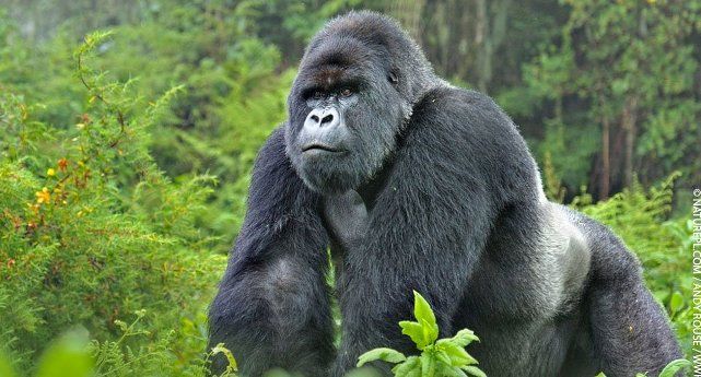 World Wildlife Fund mountain gorilla critically endangered