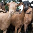 Irish brand of goat’s milk recalled over E. coli fears