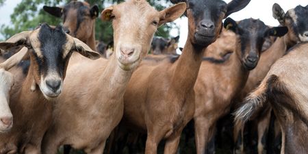 Irish brand of goat’s milk recalled over E. coli fears