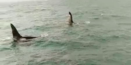 Two killer whales were spotted off the coast of Dublin this weekend