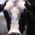 WATCH: There’s a cow that’s as tall as Niall Quinn and it’s an absolute monster