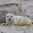Six baby seals found decapitated on New Zealand beach