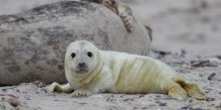 Six baby seals found decapitated on New Zealand beach
