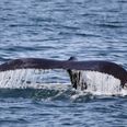 Japan confirm that they will resume commercial whaling