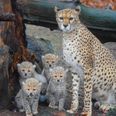 PICS: Fota Wildlife Park in Cork announces the birth of four Northern cheetah cubs