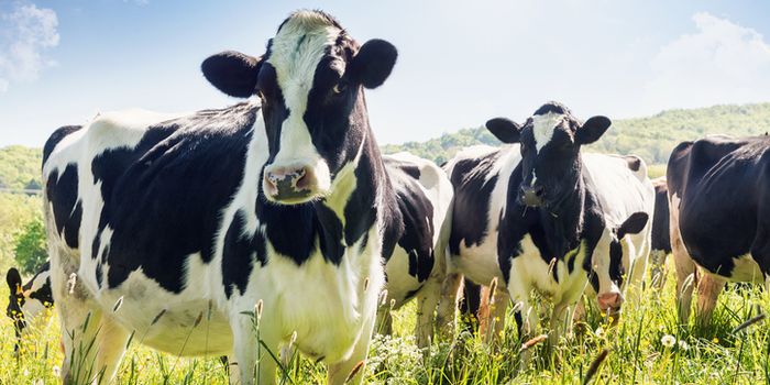 Omagh cattle prod December 2018