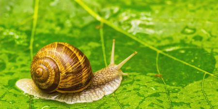 World’s loneliest snail, Lonely George, has died — leaving his species extinct