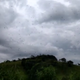WATCH: Nightmare comes to life as spiders appear to fall from the sky