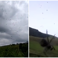 WATCH: Prepare to be terrified because it’s actually raining spiders
