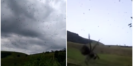 WATCH: Prepare to be terrified because it’s actually raining spiders