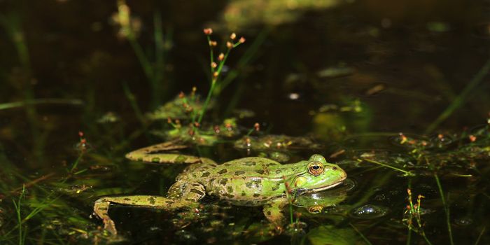 world's loneliest frog