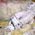 PICS: Farmer in Mayo shocked as ewe gives birth to five lambs