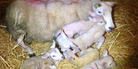 PICS: Farmer in Mayo shocked as ewe gives birth to five lambs