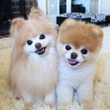 World’s “cutest dog” dies from “heartbreak”